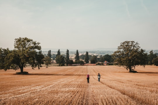 two person waling on brass grass field during daytime in Weobley United Kingdom