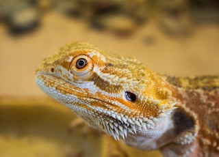 yellow and brown bearded dragon