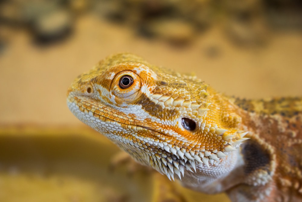 yellow and brown bearded dragon