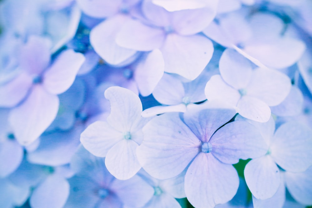 보라색 꽃밭 사진