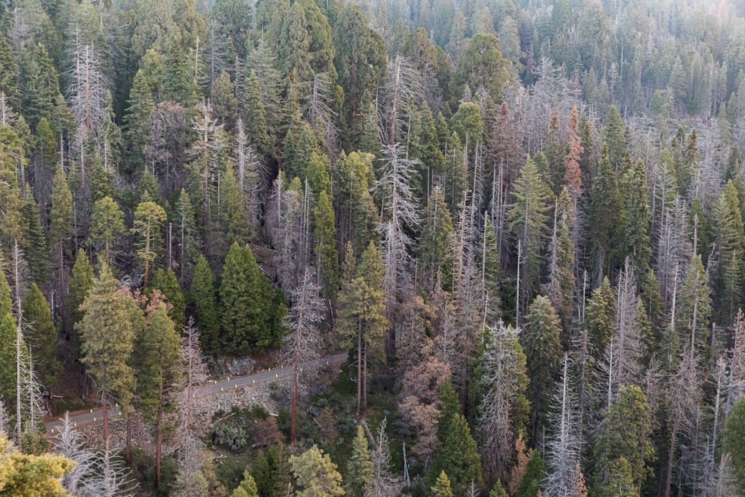 Spruce-fir forest photo spot Sequoia National Park Shaver Lake