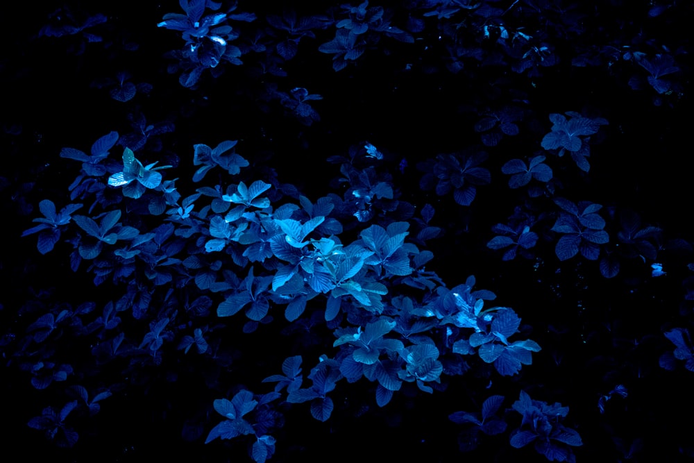 blue leafed plant