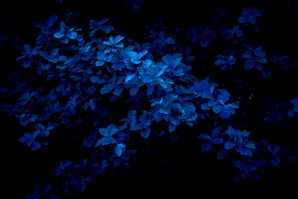 macro photography of blue flowers