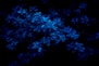 macro photography of blue flowers
