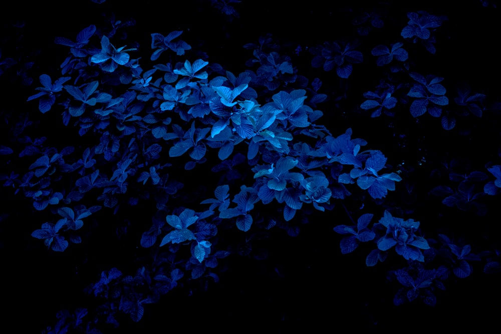 Fotografía macro de flores azules