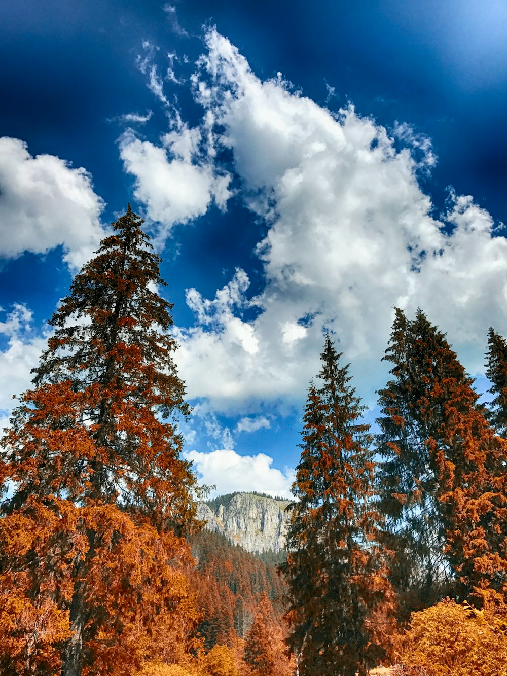 arbre en cuir marron sous ciel bleu