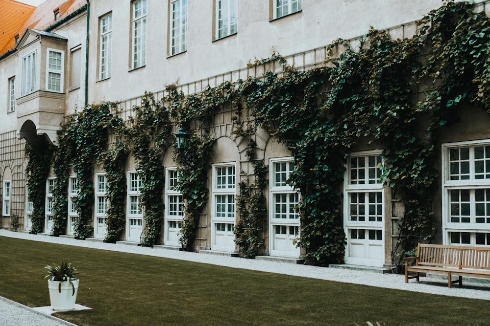 white concrete building with green ivy growing on wall