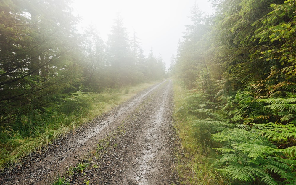 road in forest