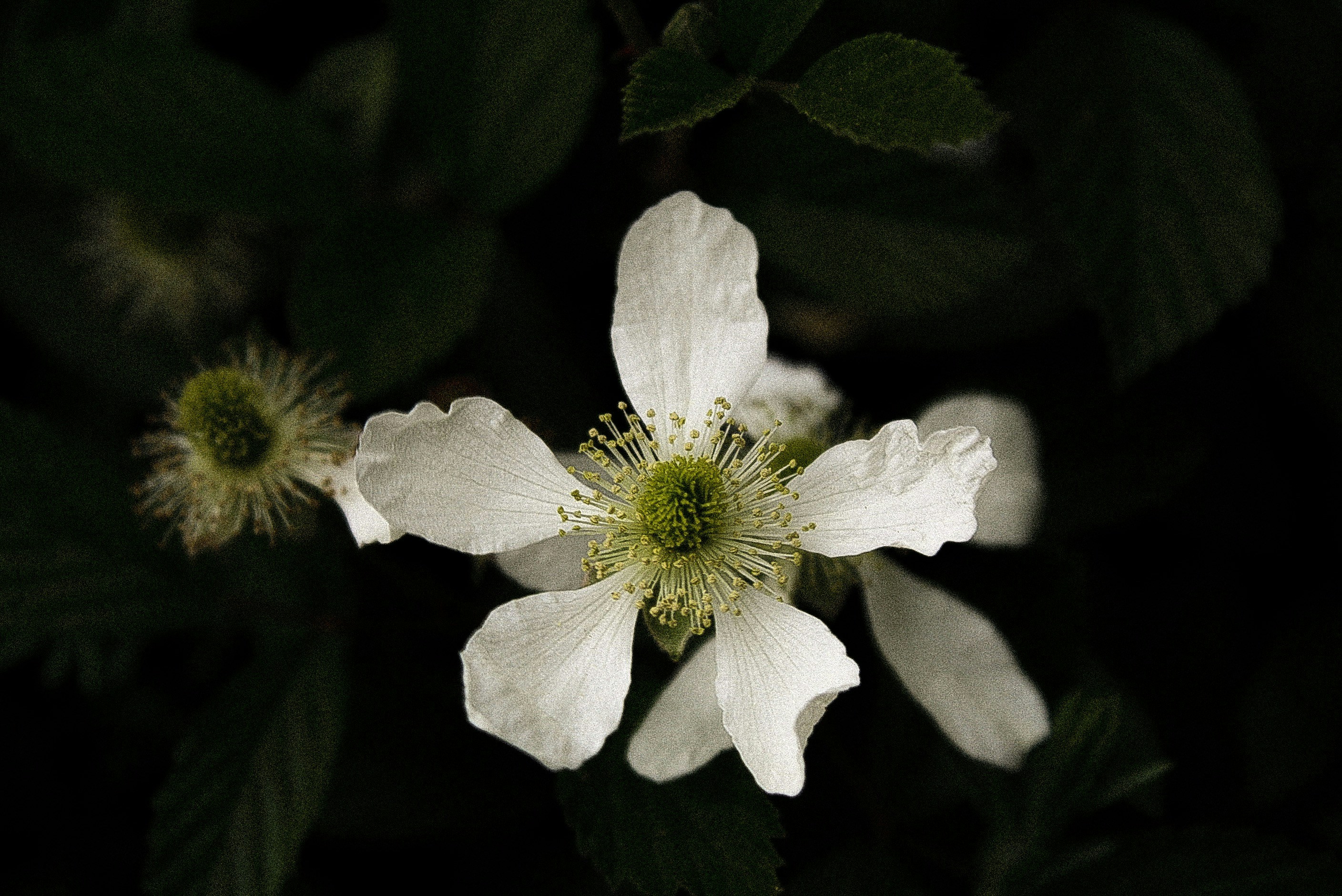 Photo by davidnicolai