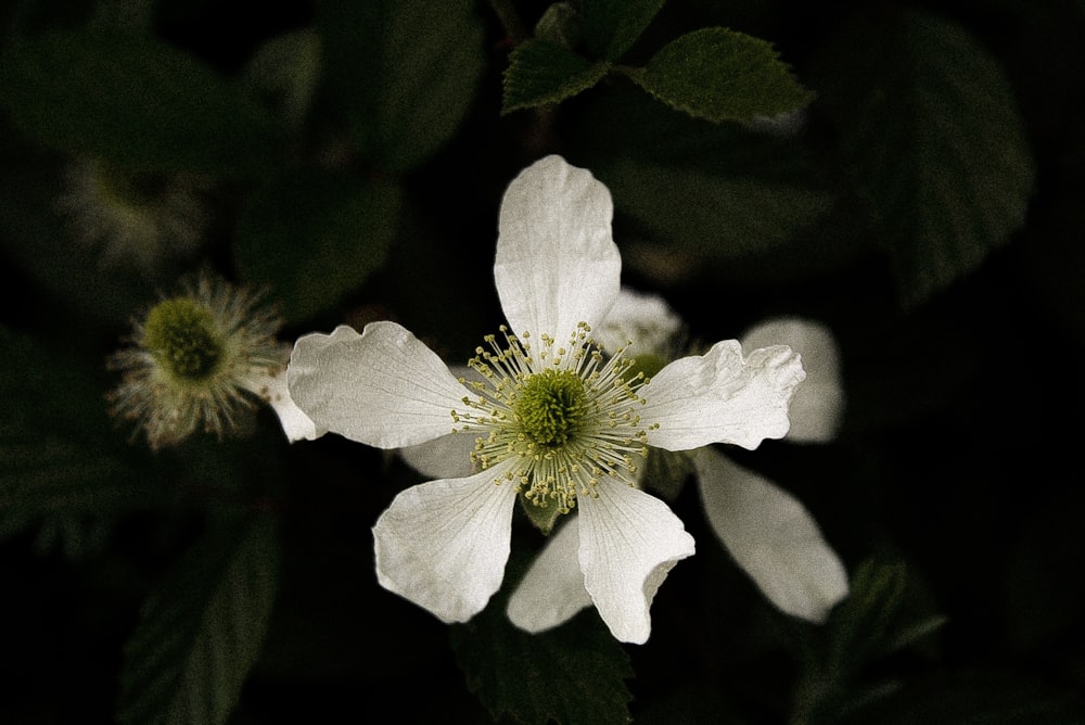 macro shot of white flower