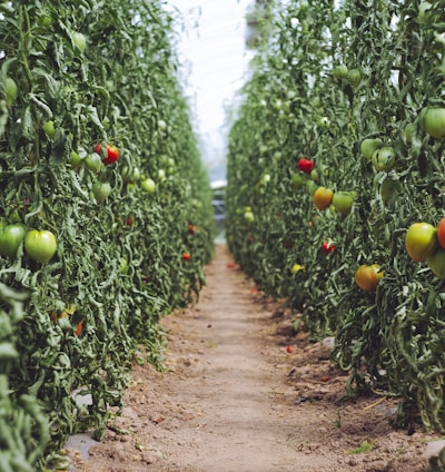 selective focus photography of pathway between tomato plants