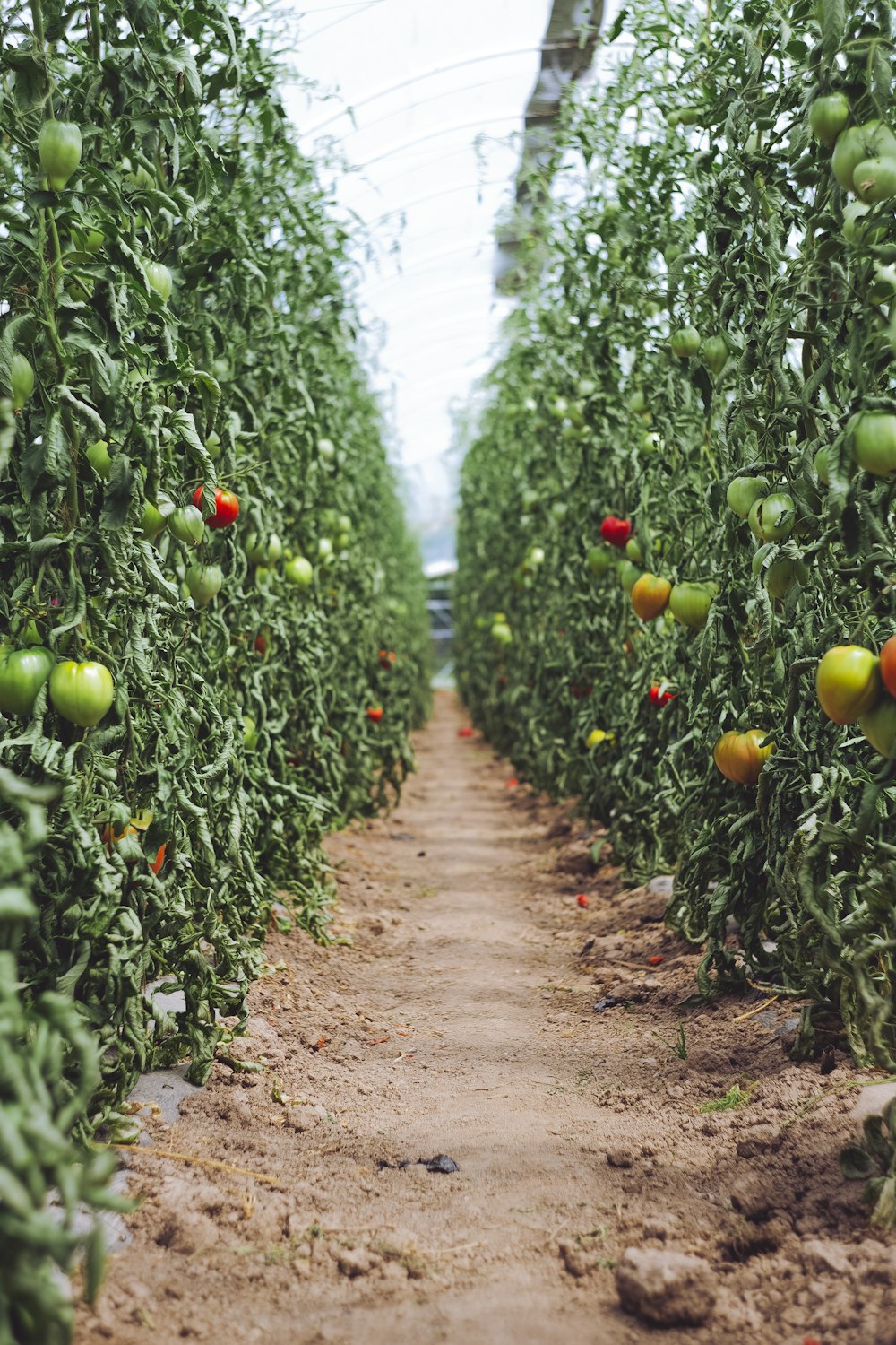 토마토 식물 사이의 경로에 대한 선택적 초점 사진