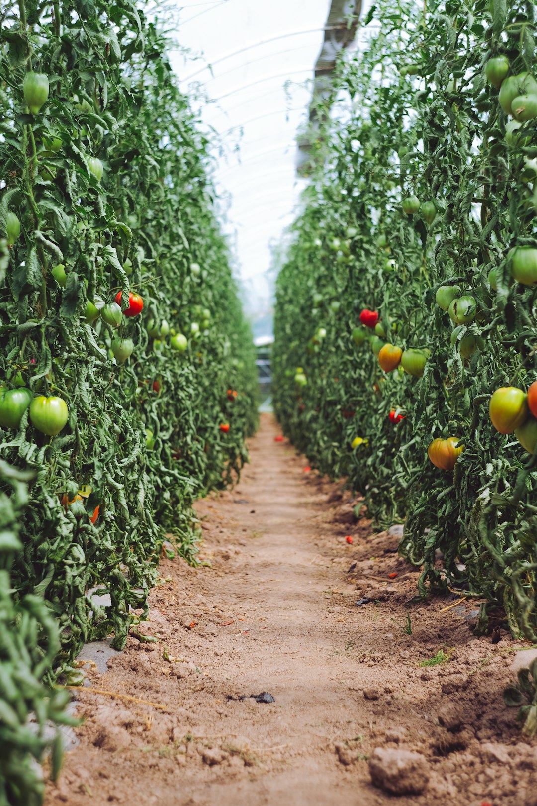 propagate feijoa, fruit propagation, selective focus photography of pathway between tomato plants