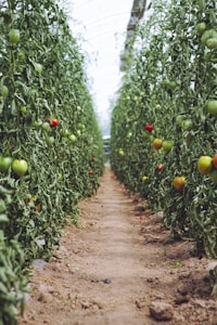A dirt pathway is flanked by rows of tall tomato plants bearing green and red tomatoes. The plants are dense with foliage and appear to be thriving in an indoor agricultural environment.