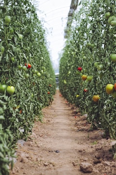 A dirt pathway is flanked by rows of tall tomato plants bearing green and red tomatoes. The plants are dense with foliage and appear to be thriving in an indoor agricultural environment.
