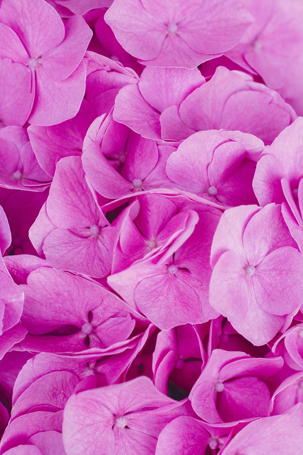 person showing pink flowers