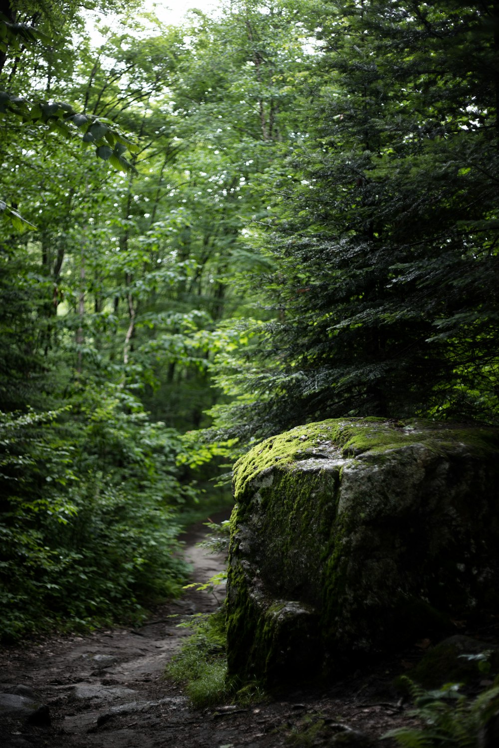 alberi verdi nella foresta