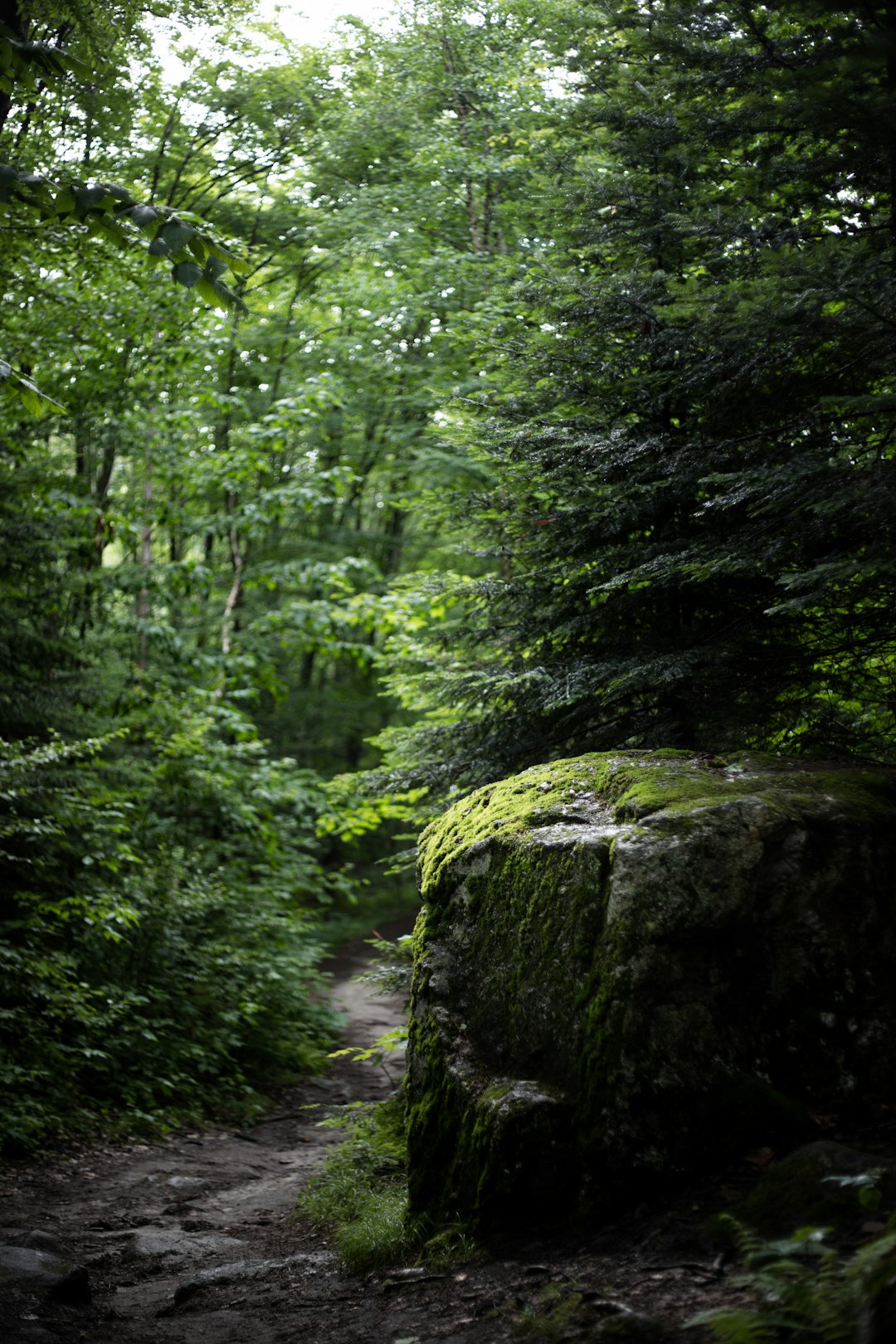 Forest photo spot Lake Willoughby Crawford Notch State Park