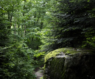 green trees in forest