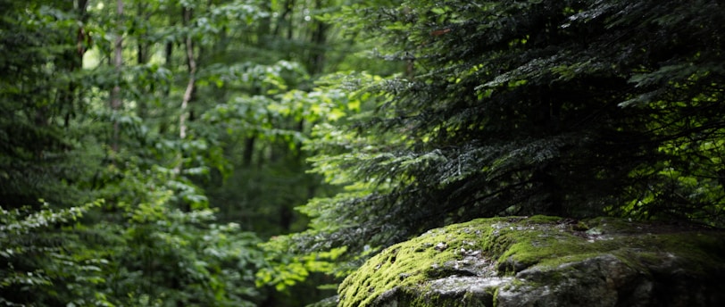 green trees in forest