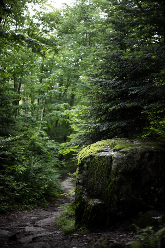 green trees in forest in Lake Willoughby United States