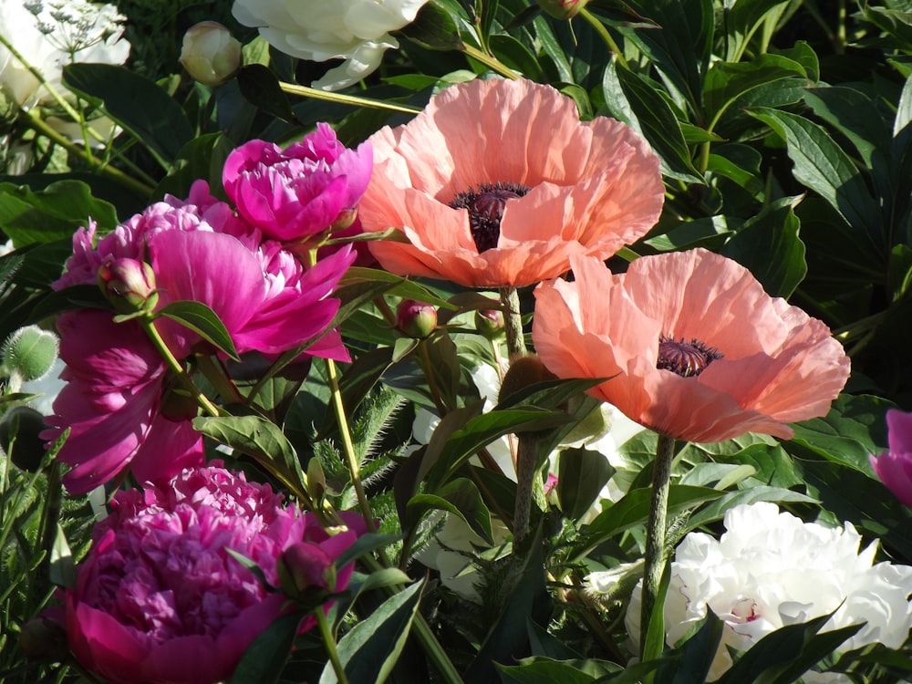 pink and purple flower plant