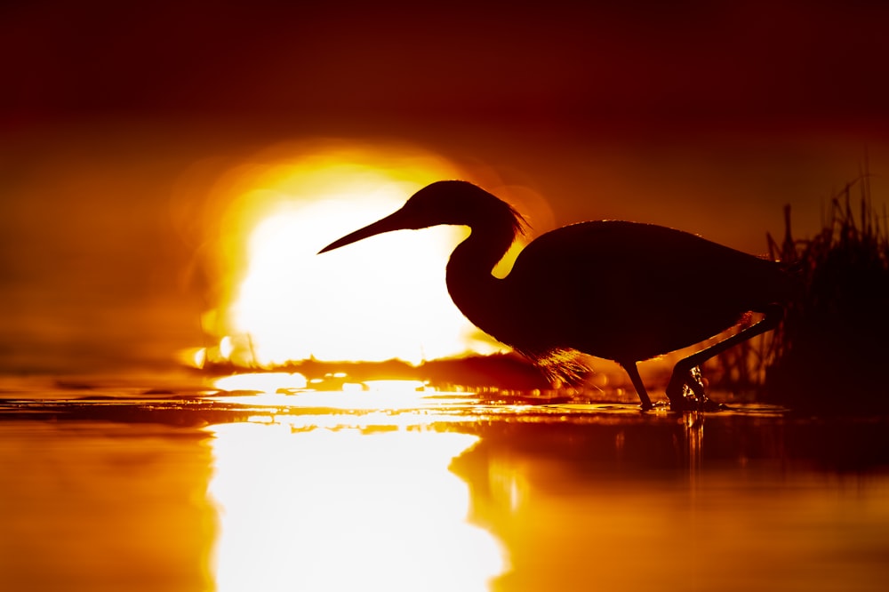 silhouette of flamingo during sunset