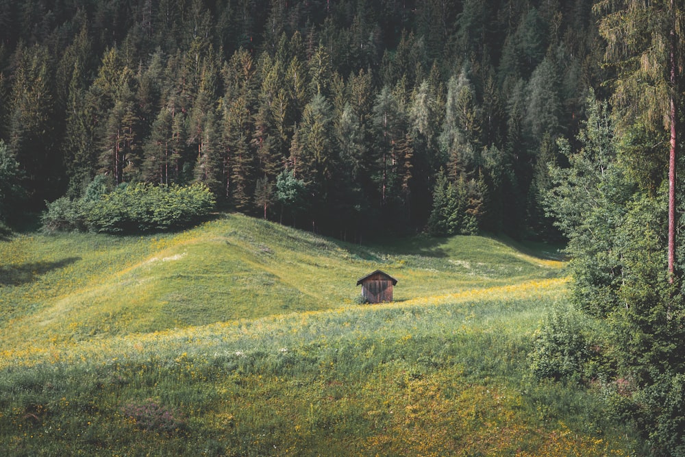 green grass field