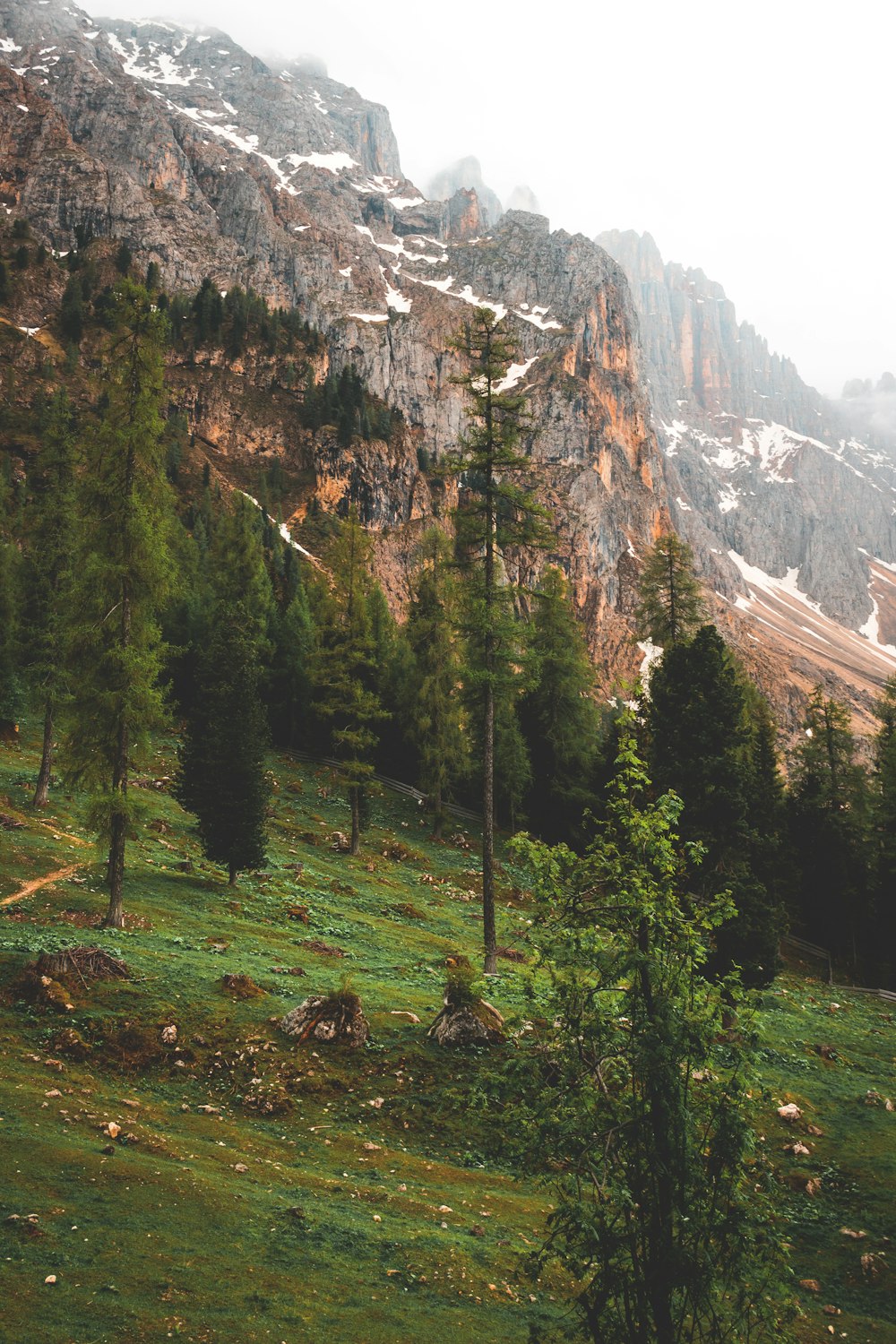 pine trees with snow-capped mountain at distance