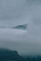 Fog weaving through the pine trees of Kodaikanal in the early morning