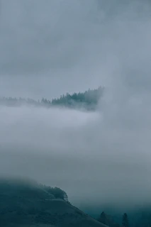 Fog weaving through the pine trees of Kodaikanal in the early morning