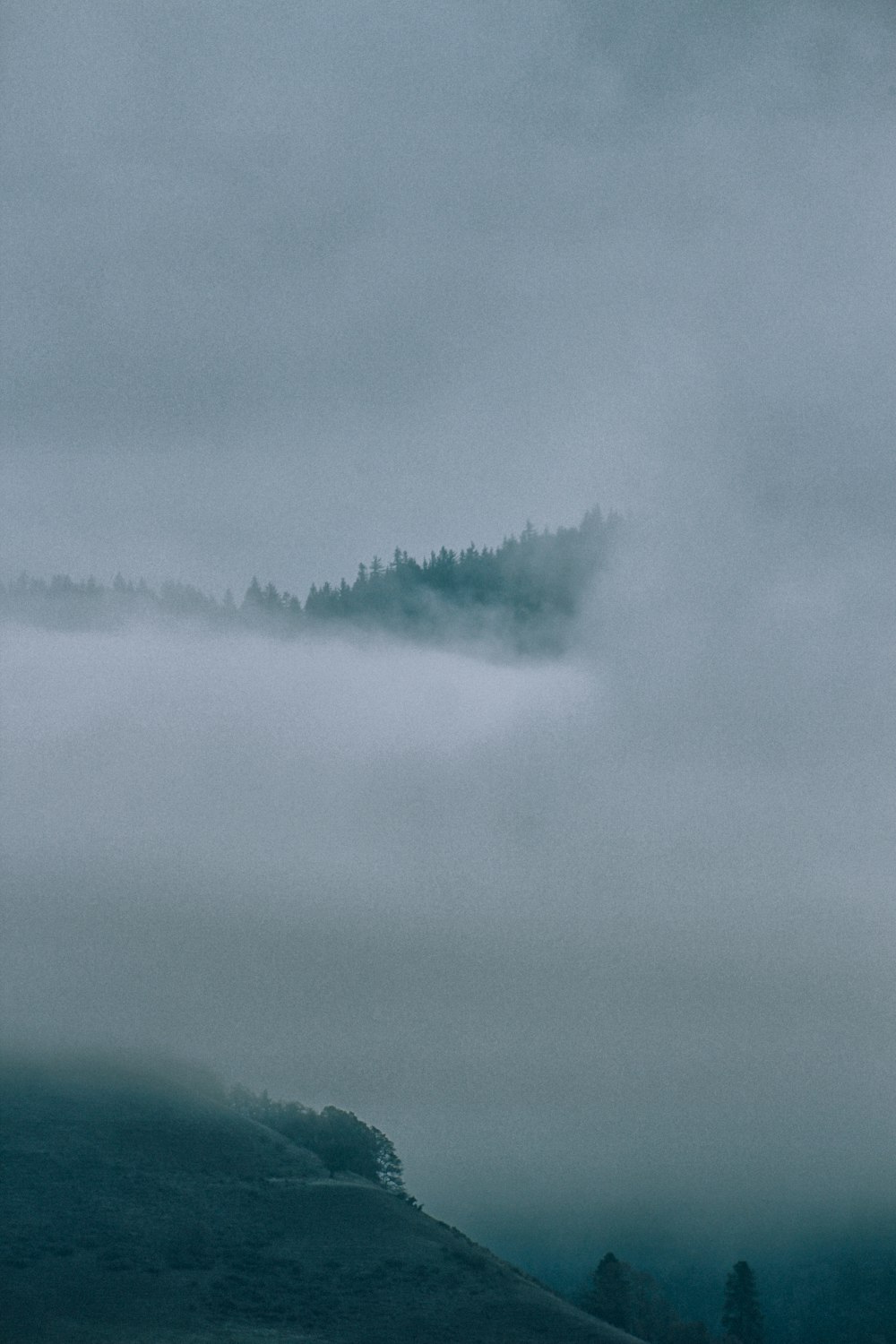 clouds covering trees