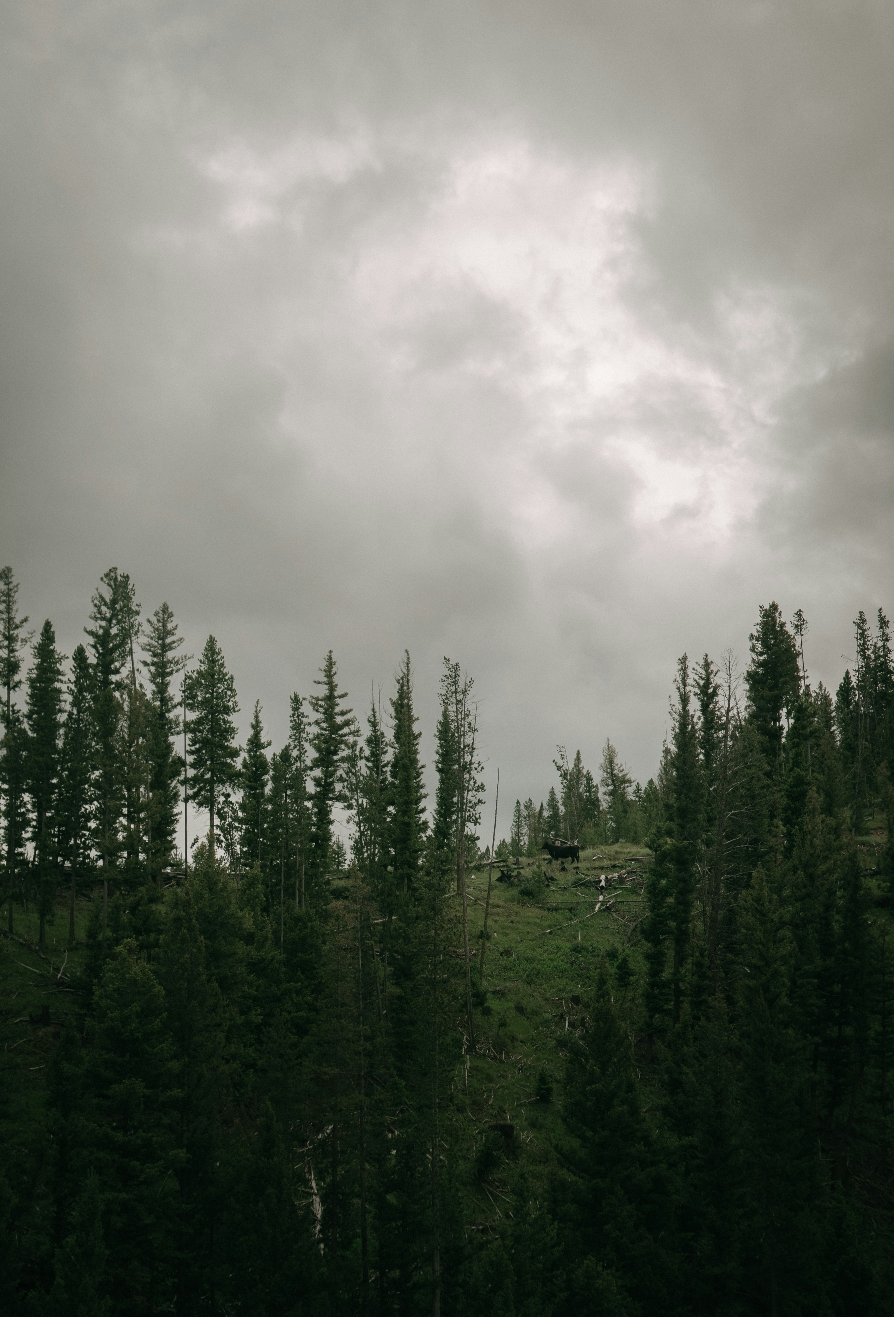 Moody Forest Pictures Download Free Images on Unsplash