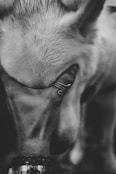 A black and white close-up of a person gently holding the forehead of a light-colored dog, possibly a horse or large animal. The person's fingers are adorned with a ring and bracelet, creating a sense of tenderness and connection.
