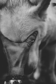 A black and white close-up of a person gently holding the forehead of a light-colored dog, possibly a horse or large animal. The person's fingers are adorned with a ring and bracelet, creating a sense of tenderness and connection.