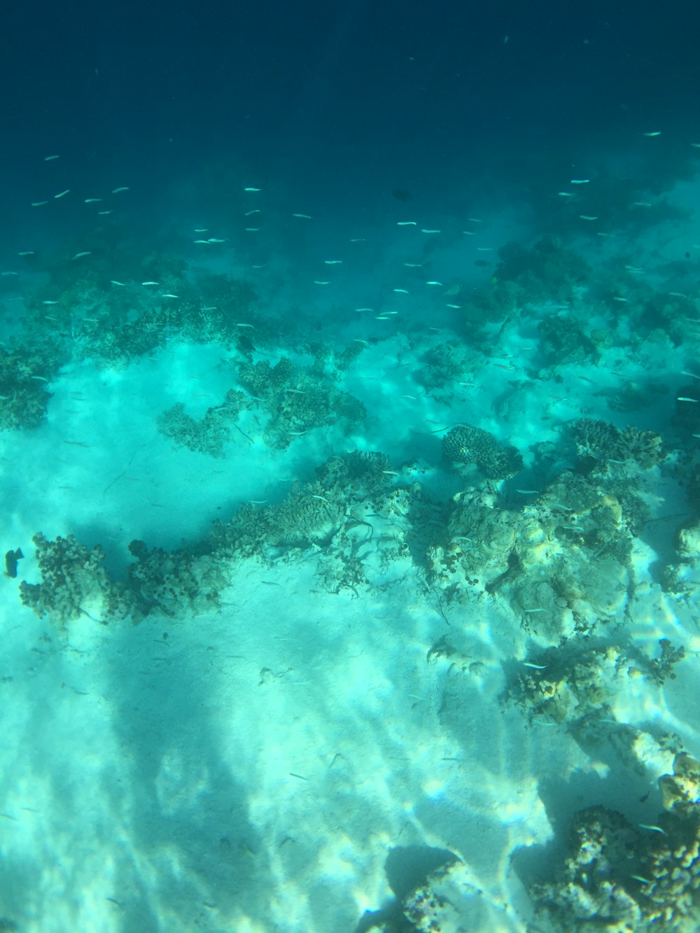 school of fish underwater