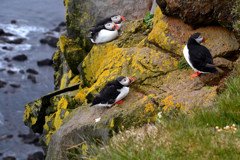 flock of bird standing on stone