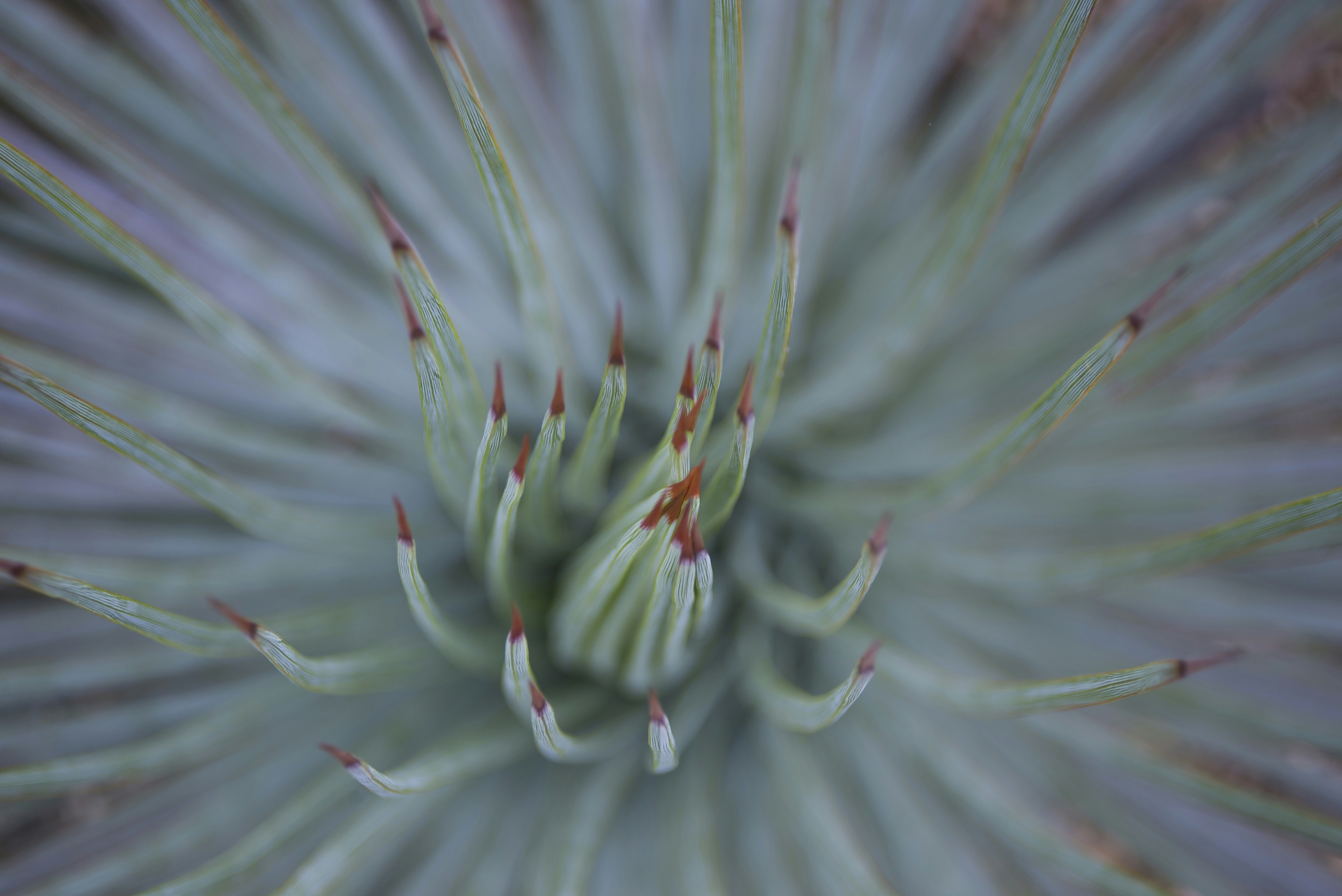 green flower in macro shot
