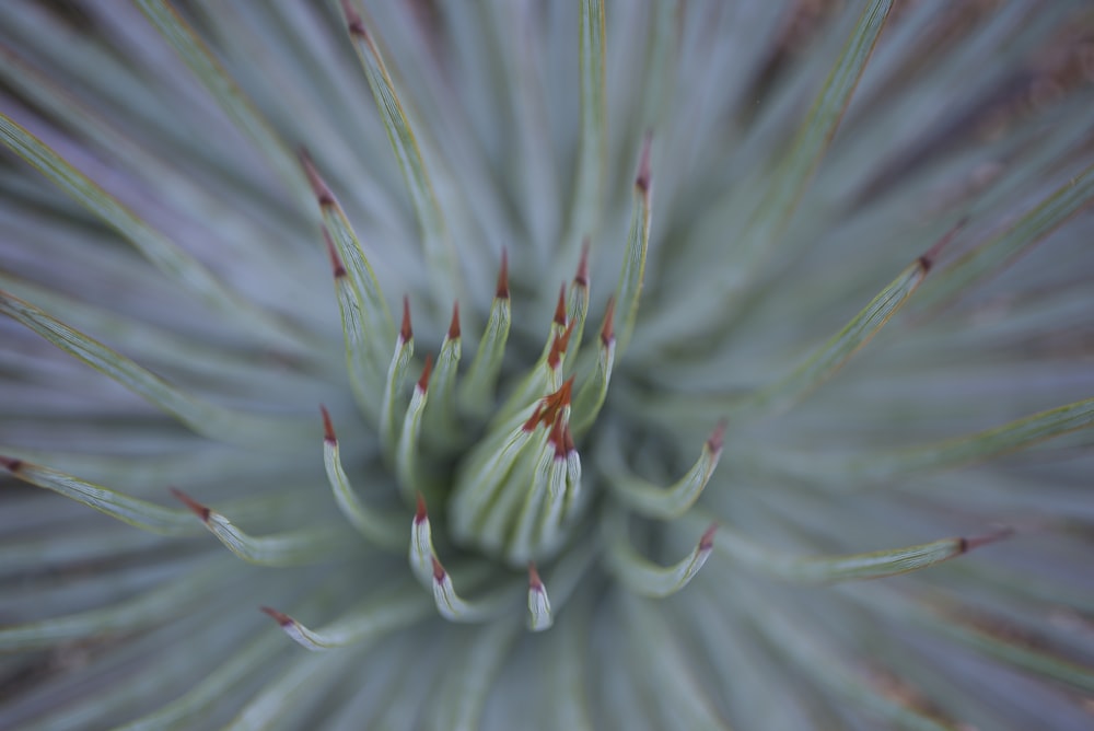 green flower in macro shot