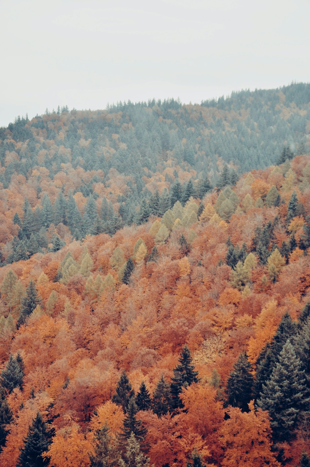 autumn pine trees in aerial view