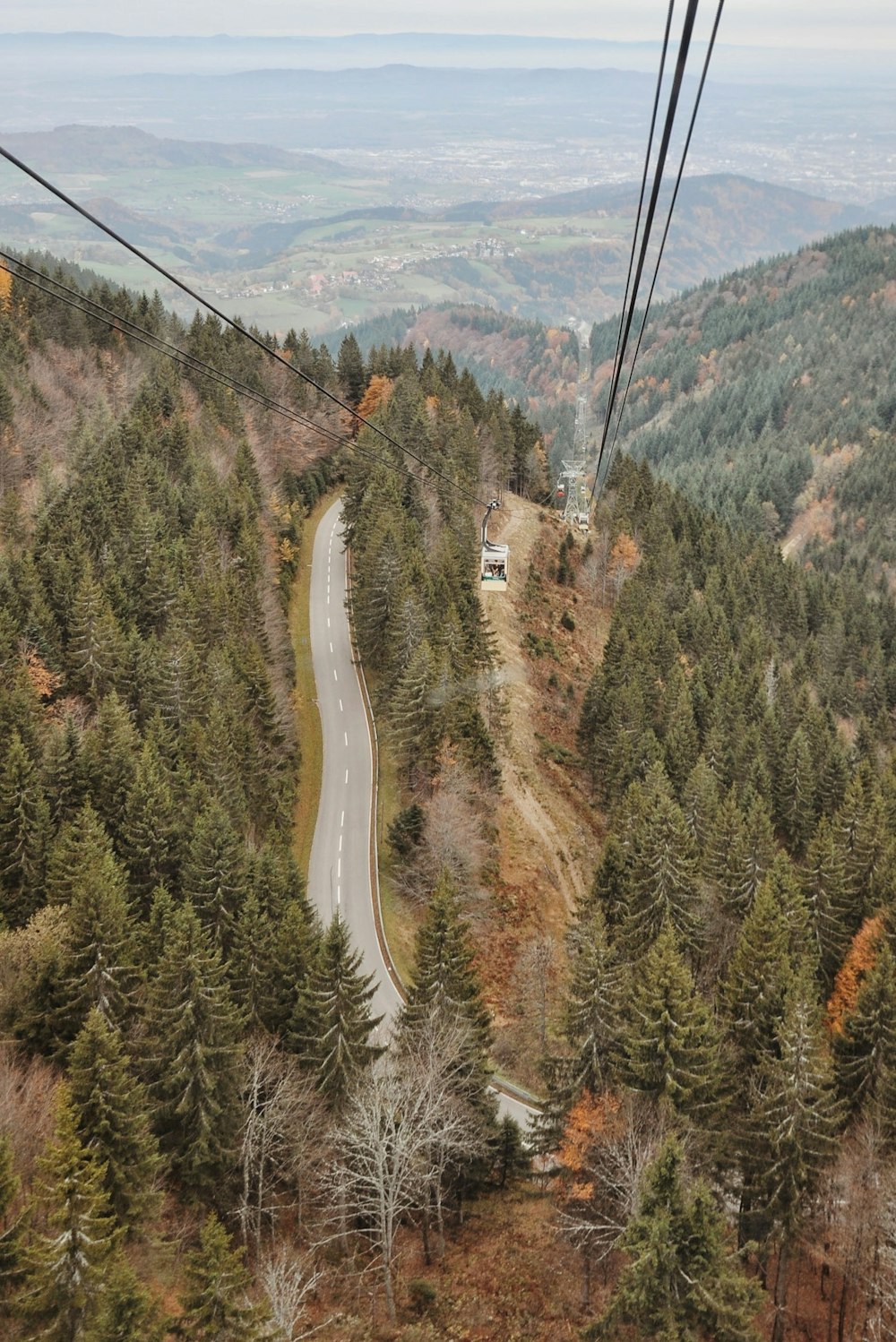 Pinos de hoja verde en fotografía de vista aérea