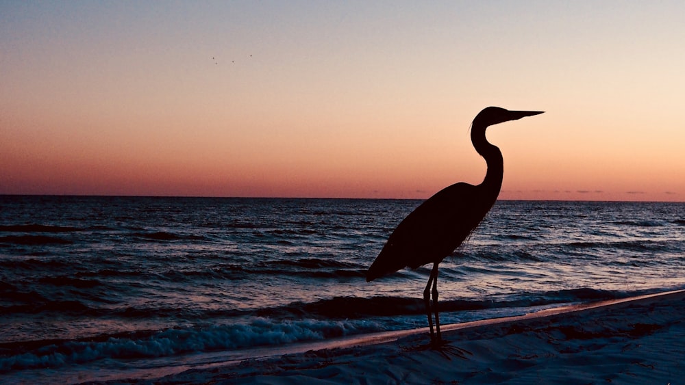 Pájaro grulla de pie cerca de la orilla del mar durante la puesta del sol