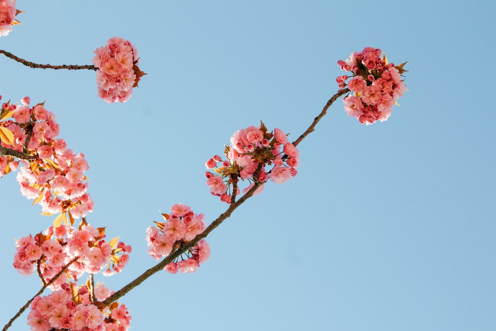 hojas rosadas del árbol de flor de cerezo