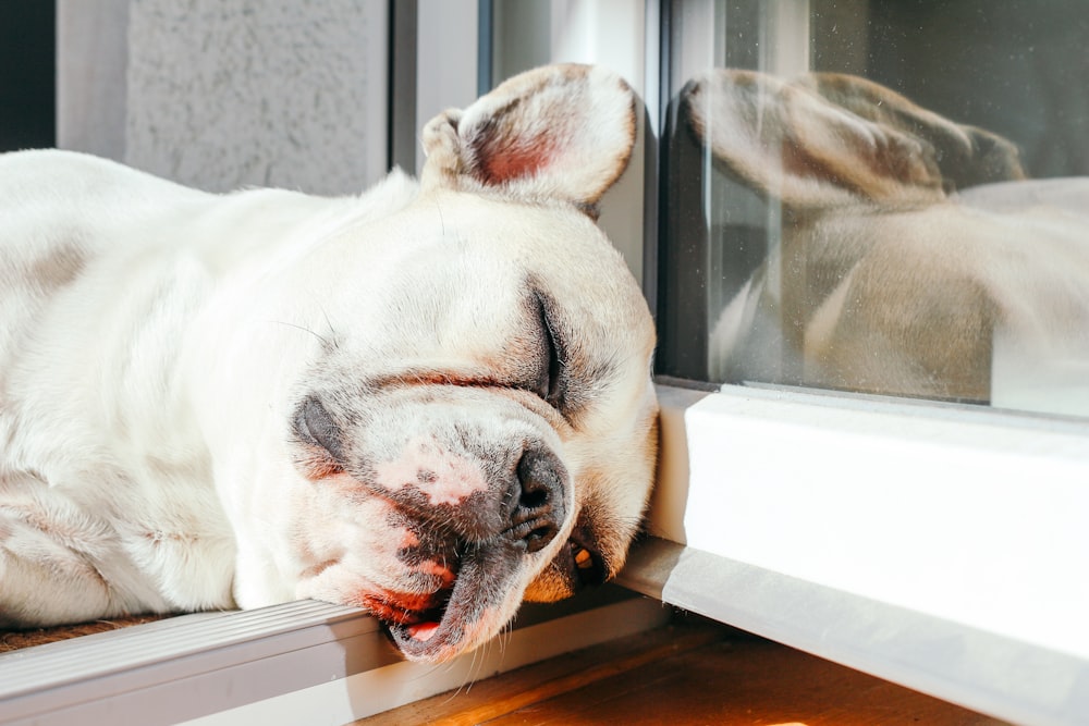 white dog sleeping on floor