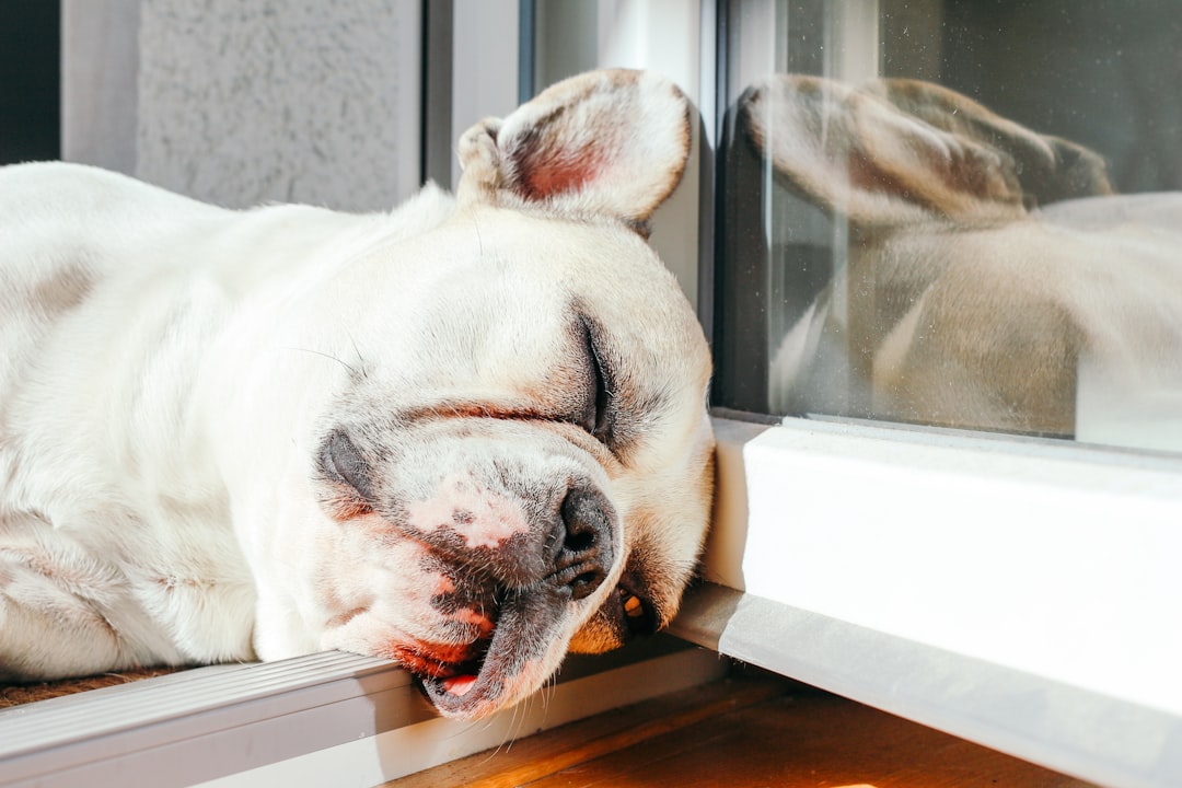Sleeping French Bulldog in the sun