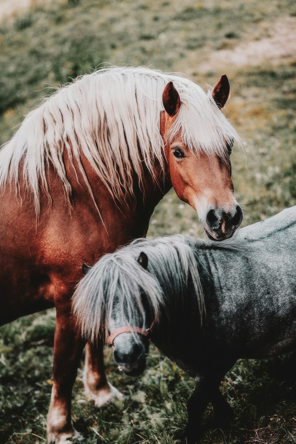 brown and gray horses together on grassland