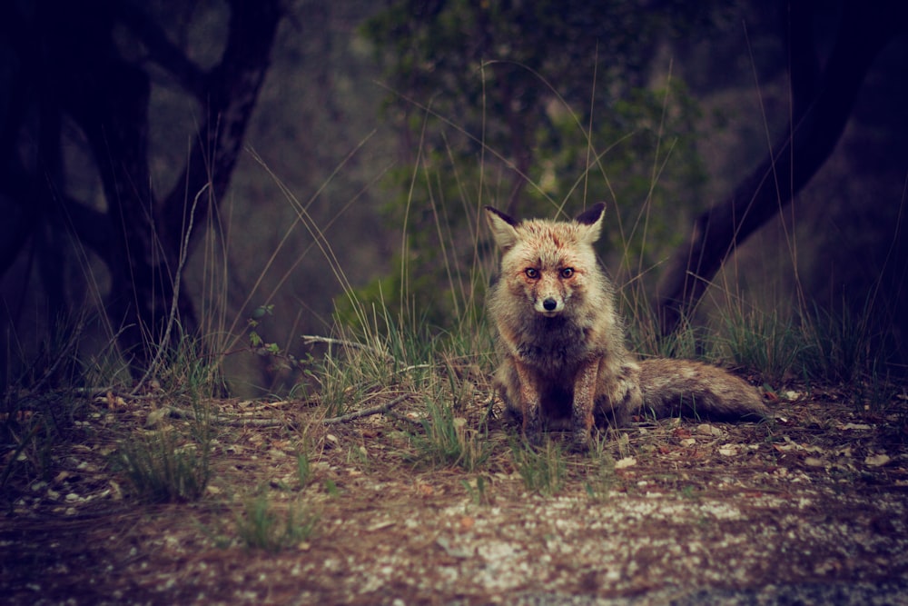brown fox on ground at daytime