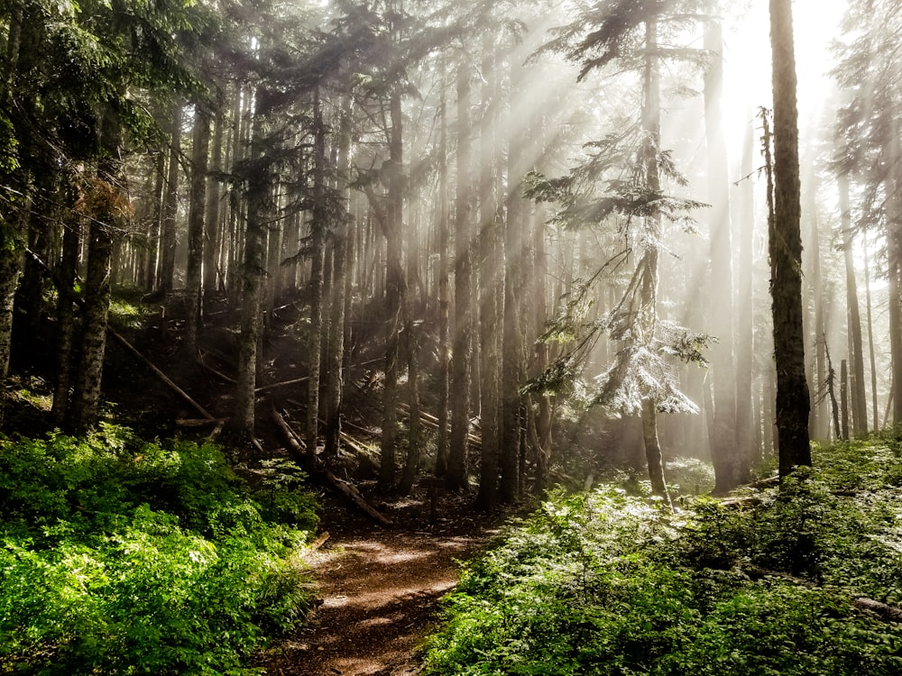 sun rays in forest