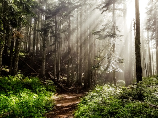 Sun rays filtering through lush Oregon forest — representative of Philomath's natural setting