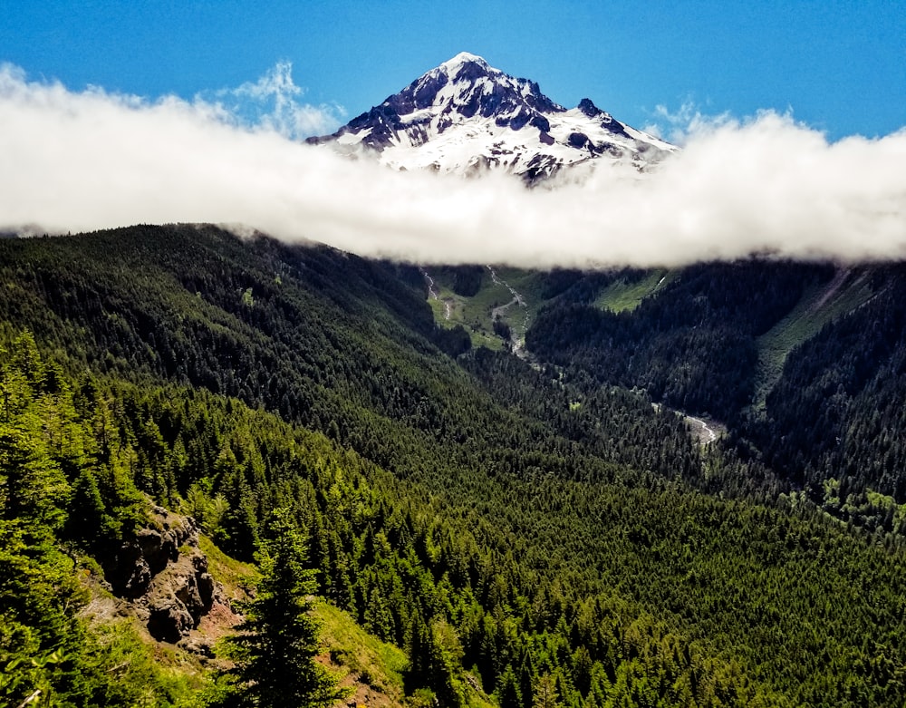 forest near mountain under blue shky